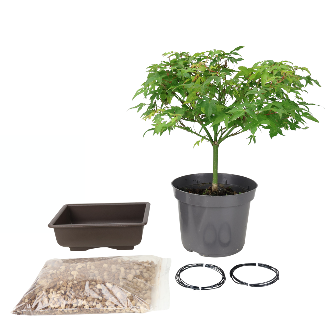 Acer palmatum (Japanese maple) starter kit
