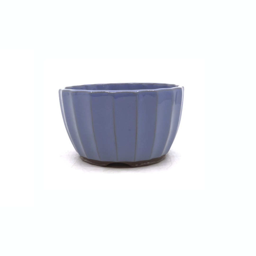 Bonsai pot light blue chrysanthemums 15cm