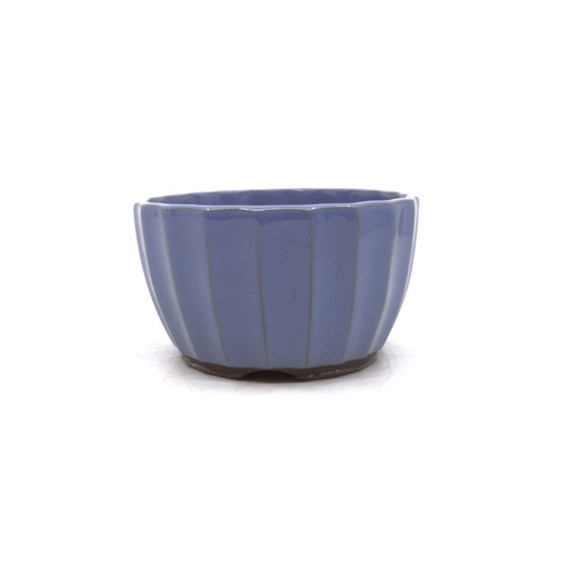 Bonsai pot light blue chrysanthemums 15cm
