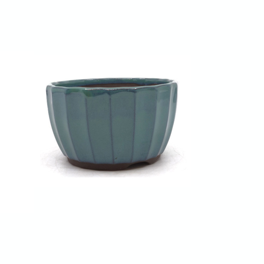 Bonsai pot green chrysanthemums 15cm