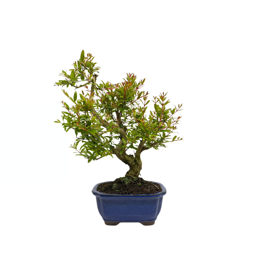 Punica granatum (pomegranate), height ~35cm