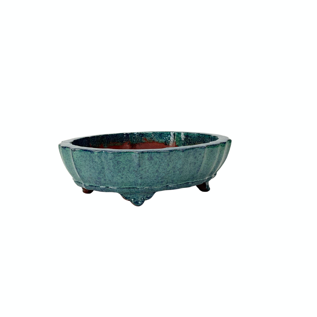 Bonsai pot blue green chrysanthemum 17cm