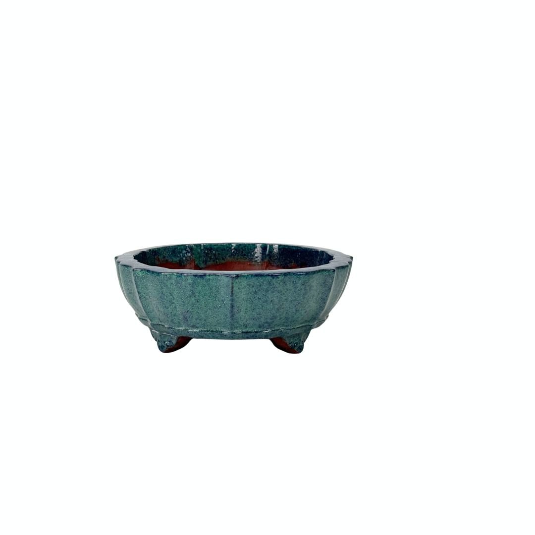 Bonsai pot blue green chrysanthemum 17cm
