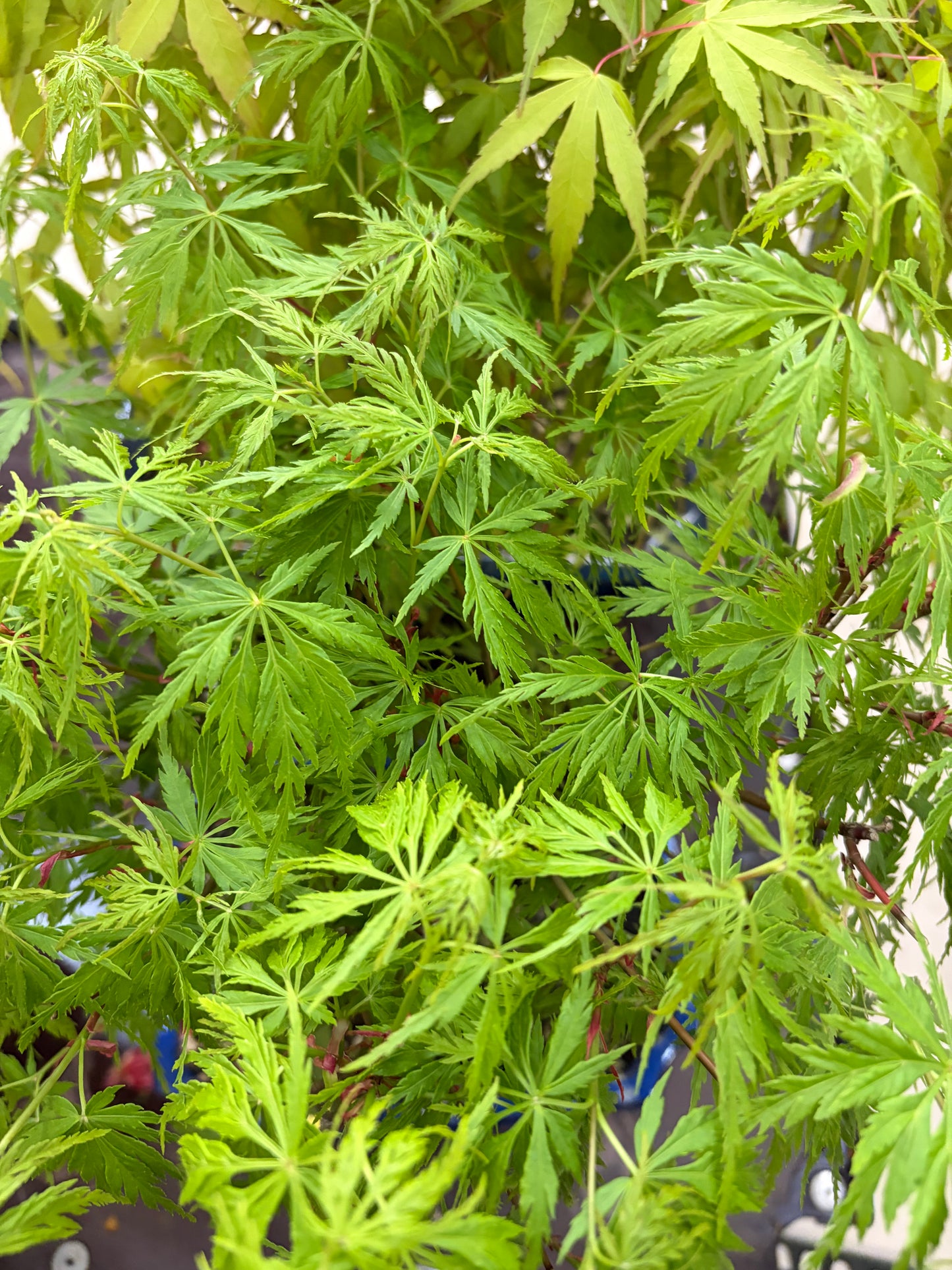 Acer palmatum 'Seiryu' (Japanese maple), height ~39cm