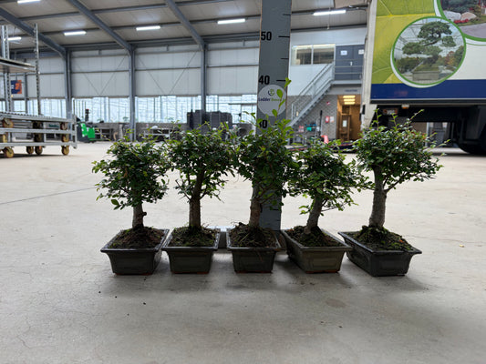 Reserved 5 Zelkova for AH