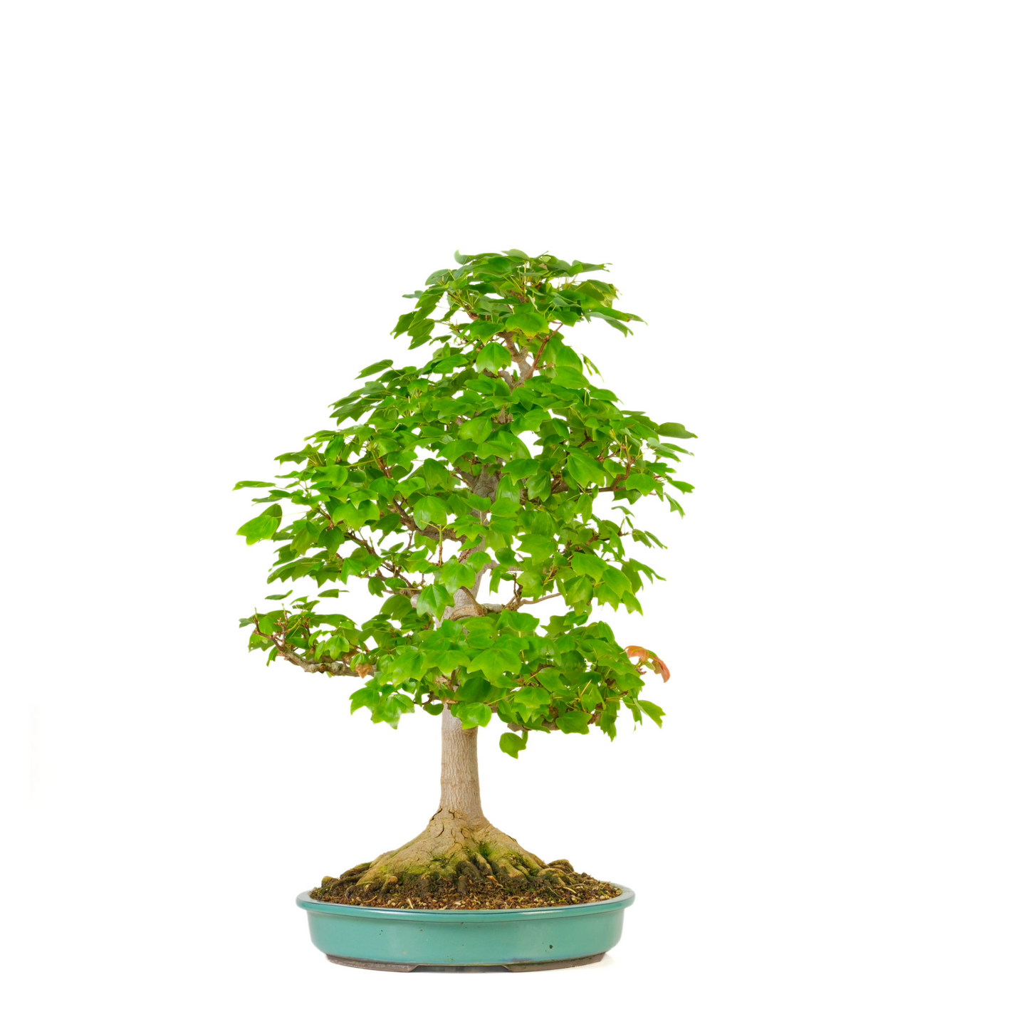 Acer buergerianum 'Miyasama' (Japanse Esdoorn) No. 16, hoogte ~68cm
