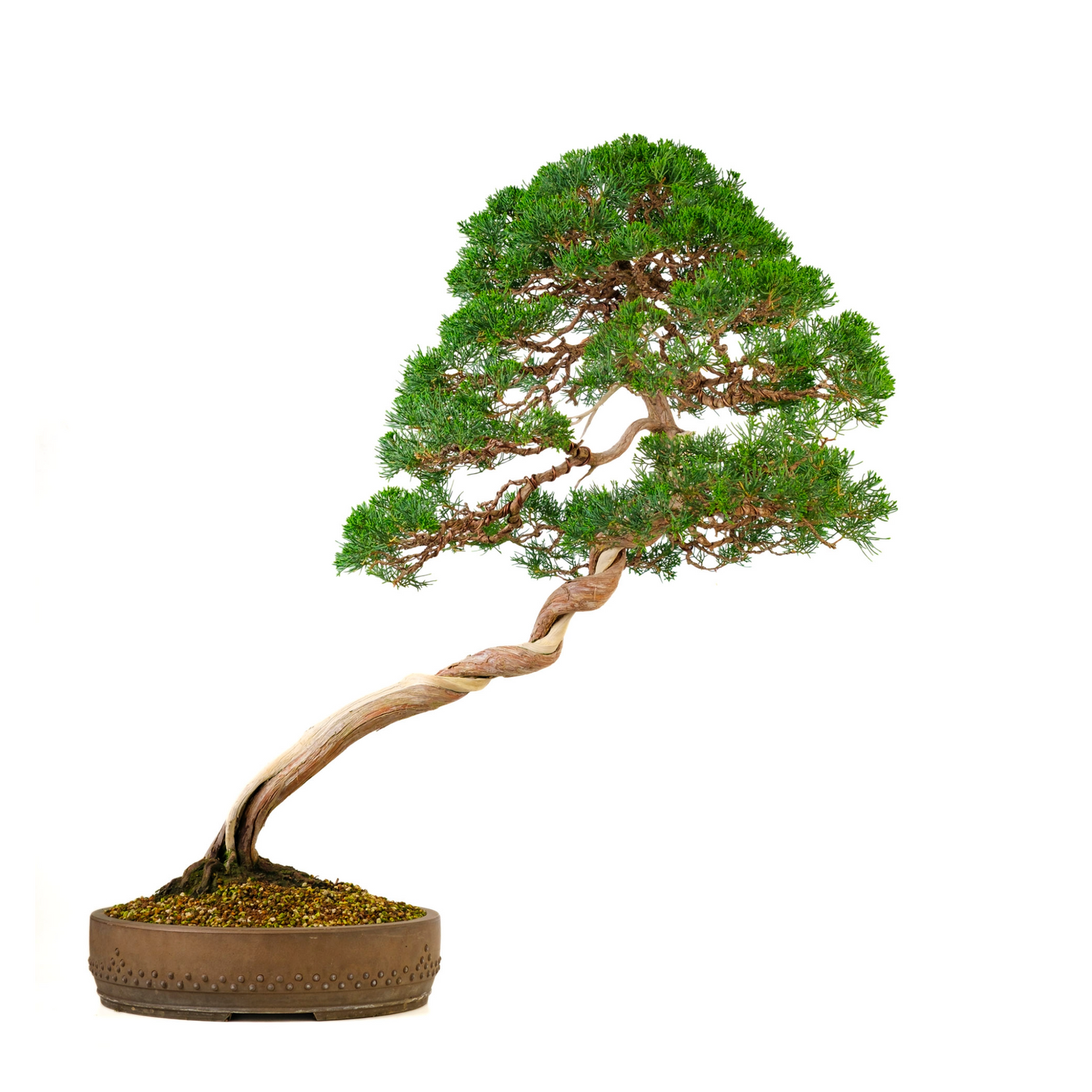 Juniperus chinensis (Chinese Jeneverbes) No. 57, hoogte ~88cm