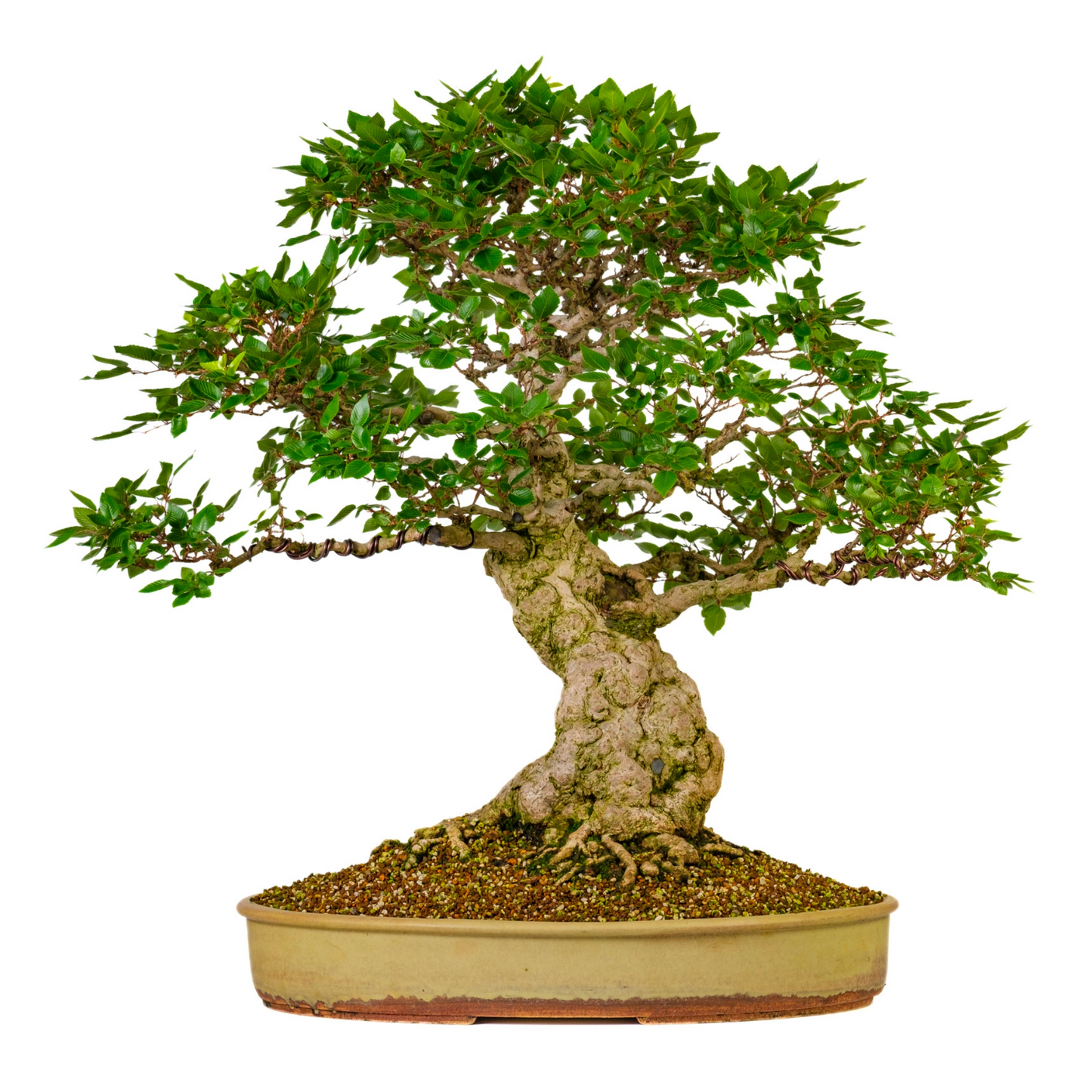 Carpinus coreana (Korean Hornbeam) No. 38, height approx. 80 cm