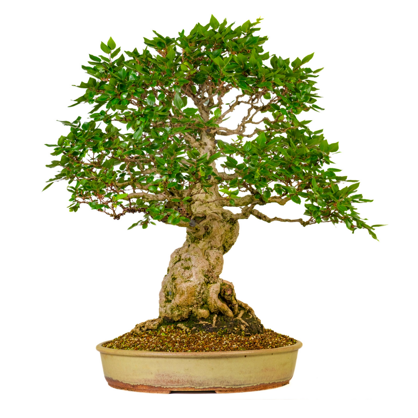 Carpinus coreana (Korean Hornbeam) No. 38, height approx. 80 cm