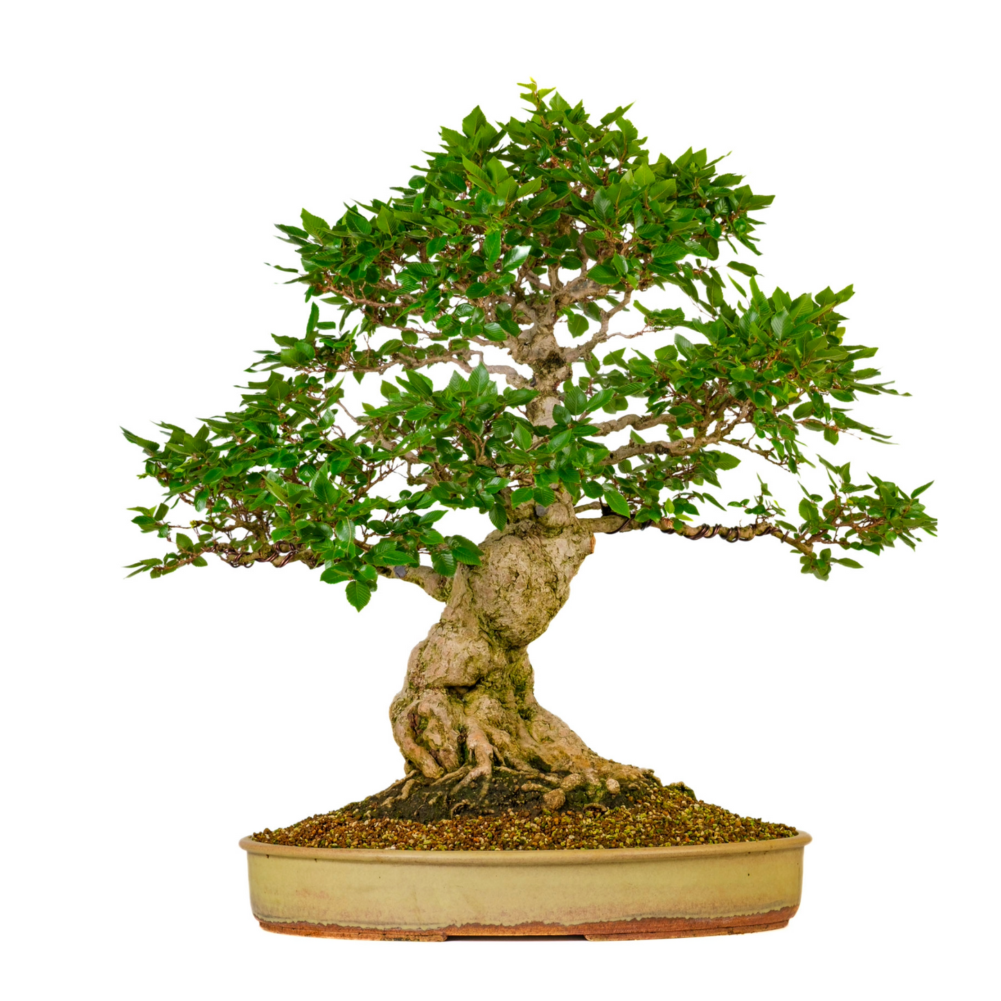 Carpinus coreana (Korean Hornbeam) No. 38, height approx. 80 cm