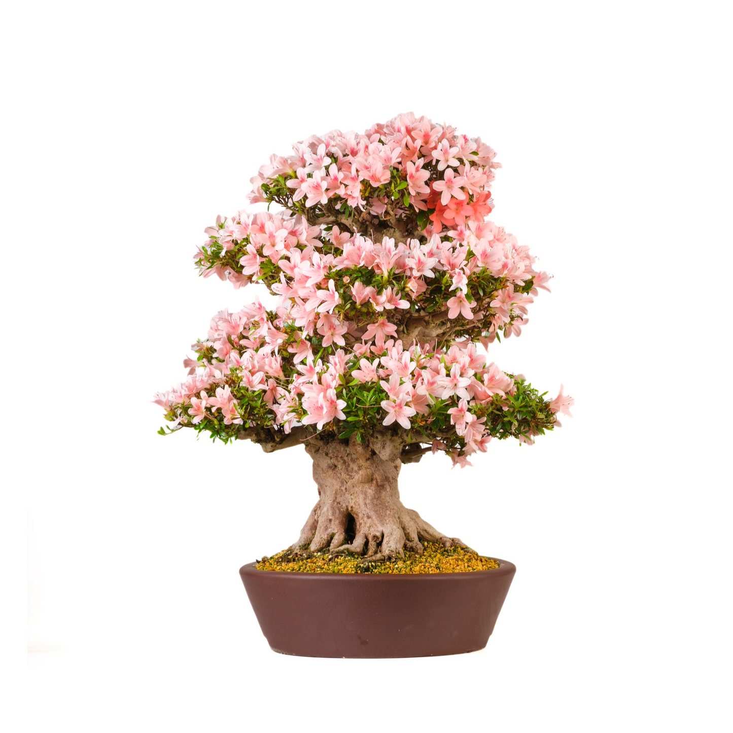 Rhododendron indicum 'Nyohozan' (Azalea) No. 94, hoogte ~75cm