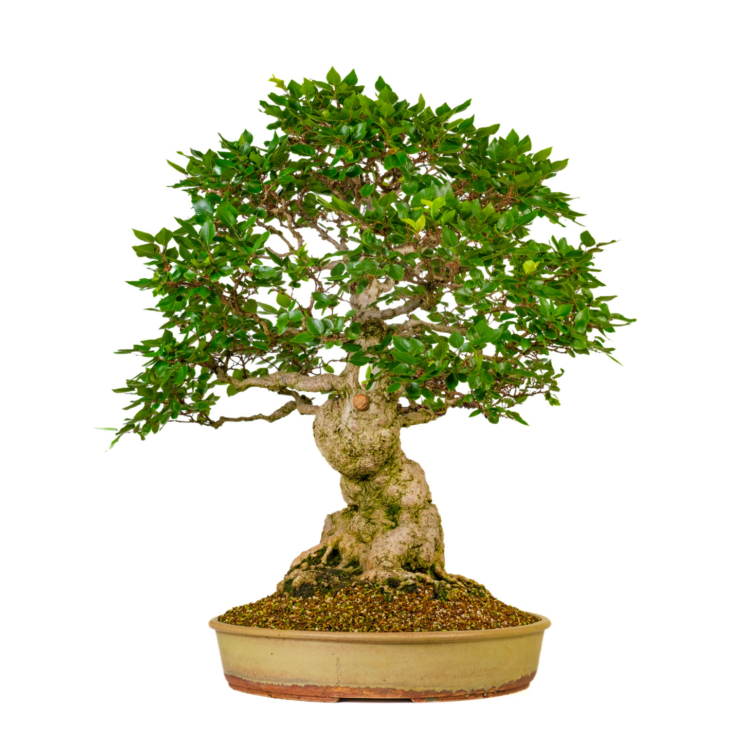 Carpinus coreana (Korean Hornbeam) No. 38, height approx. 80 cm