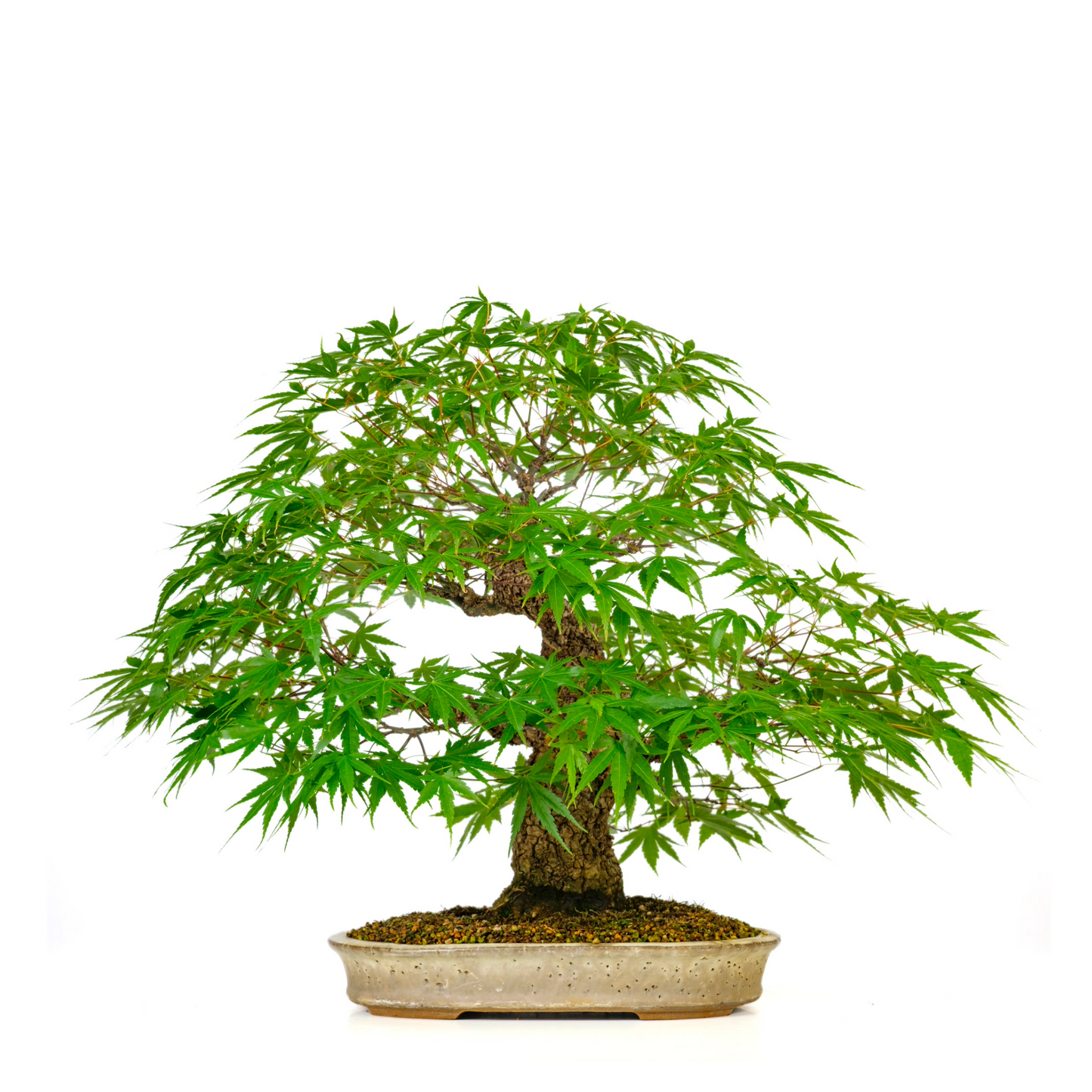Acer palmatum 'Arakawa' (Japanse Esdoorn) No. 10, hoogte ~55cm