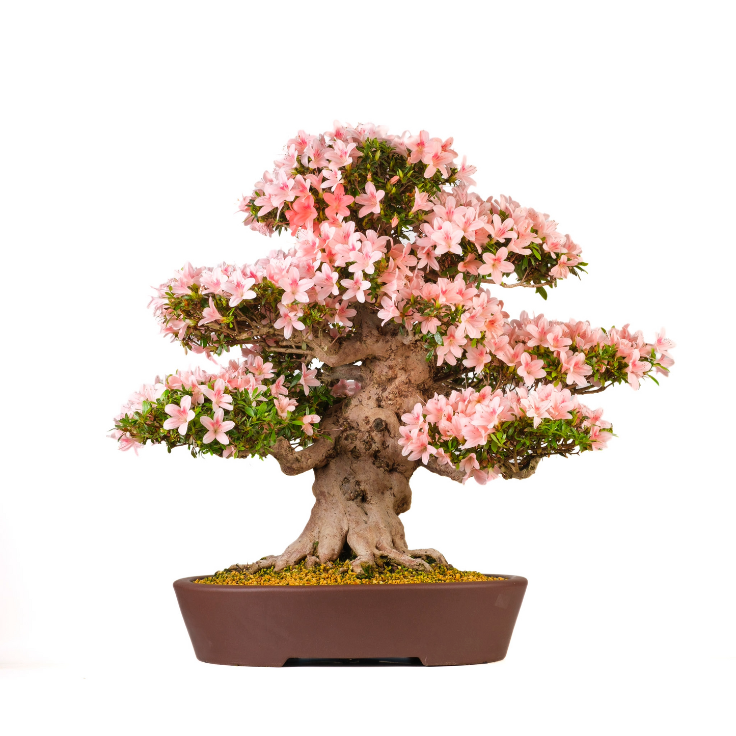 Rhododendron indicum 'Nyohozan' (Azalea) No. 94, hoogte ~75cm