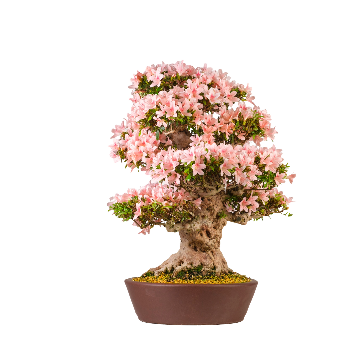 Rhododendron indicum 'Nyohozan' (Azalea) No. 94, hoogte ~75cm
