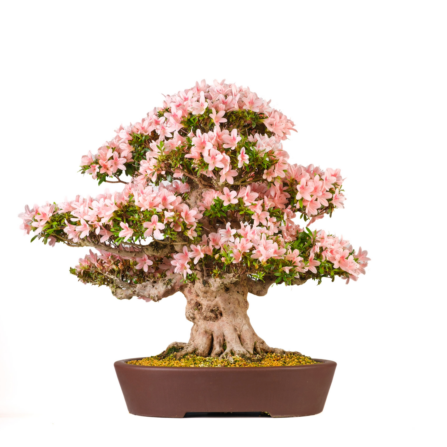 Rhododendron indicum 'Nyohozan' (Azalea) No. 94, hoogte ~75cm