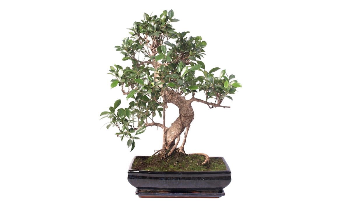 Indoor Bonsai tree - Ficus retusa