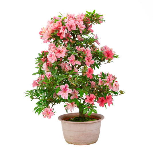 Rhododendron indicum 'Misato' (satsuki azalea), height ~54cm