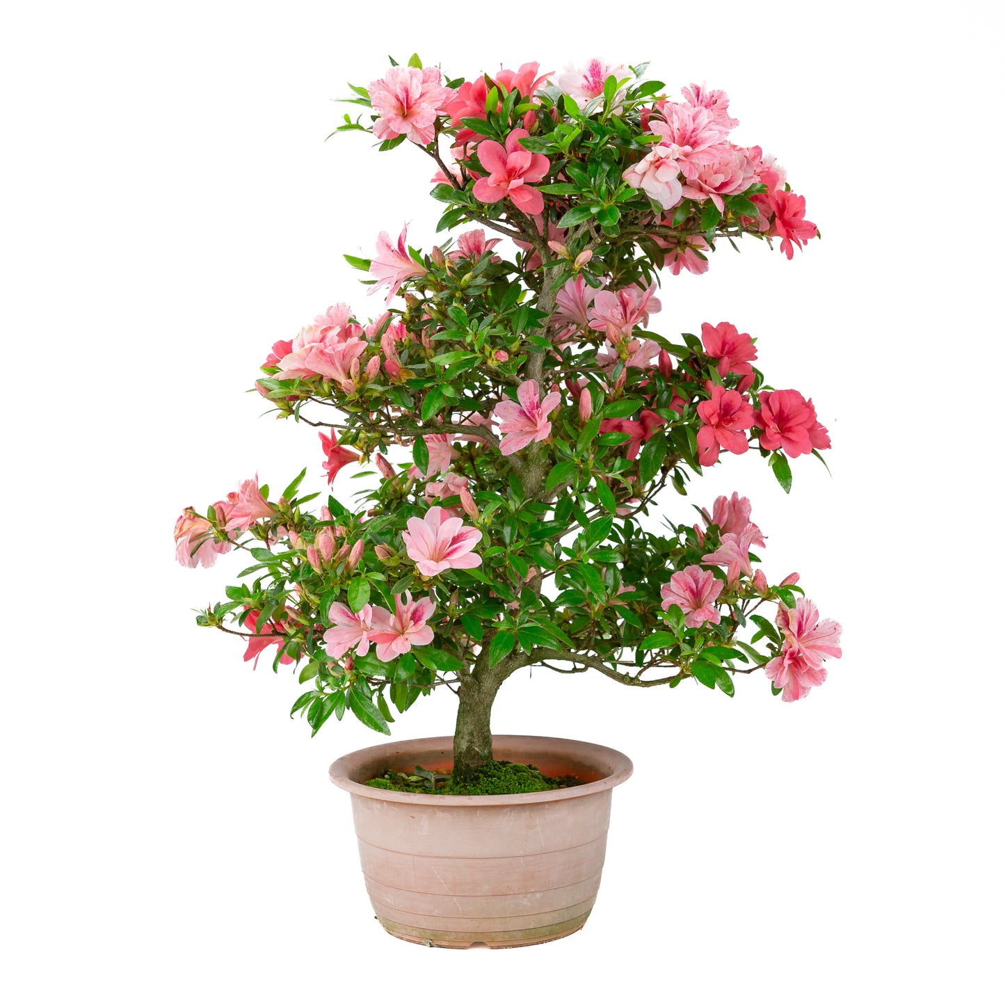 Rhododendron indicum 'Misato' (satsuki azalea), hoogte ~54cm