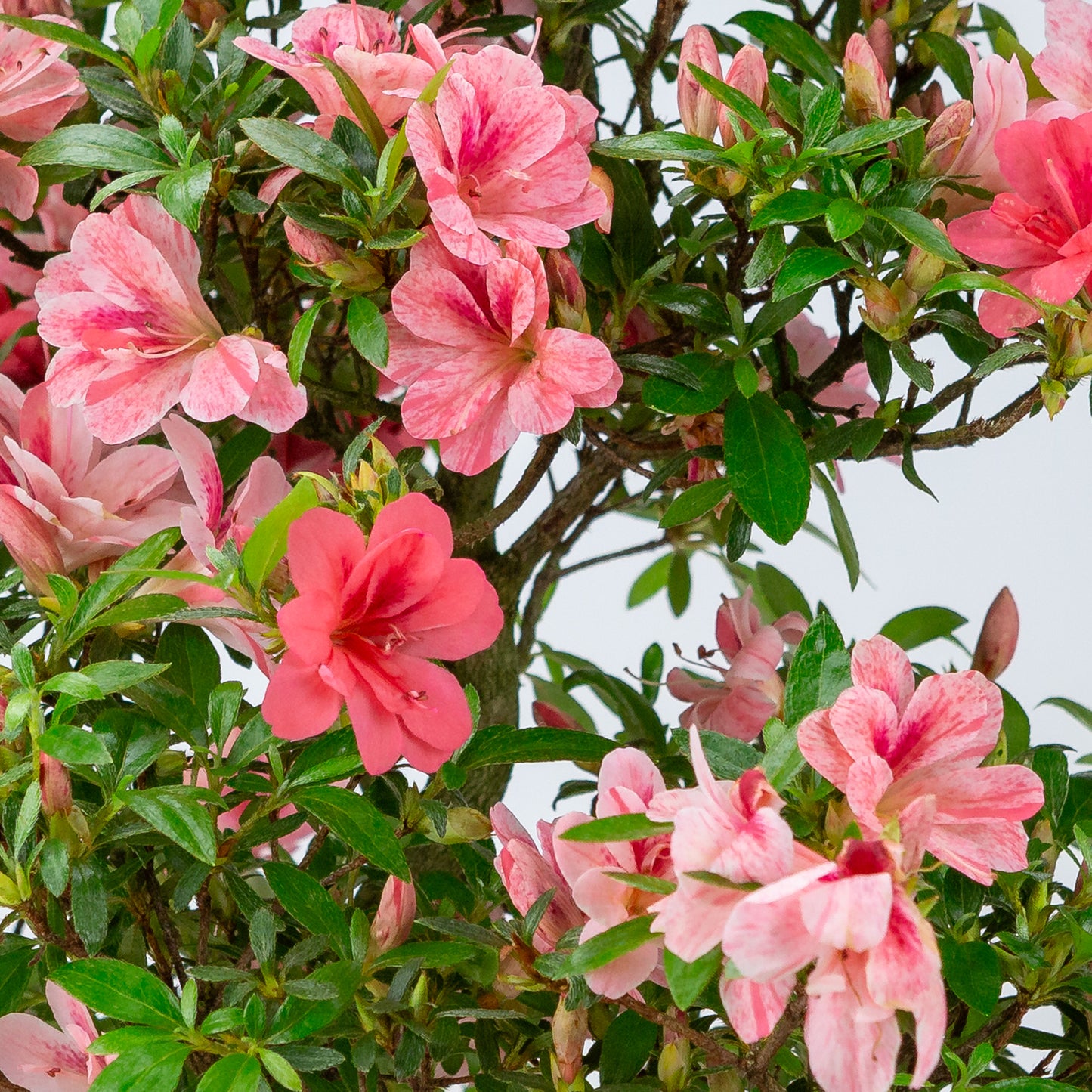 Rhododendron indicum 'Misato' (satsuki azalea), hoogte ~54cm