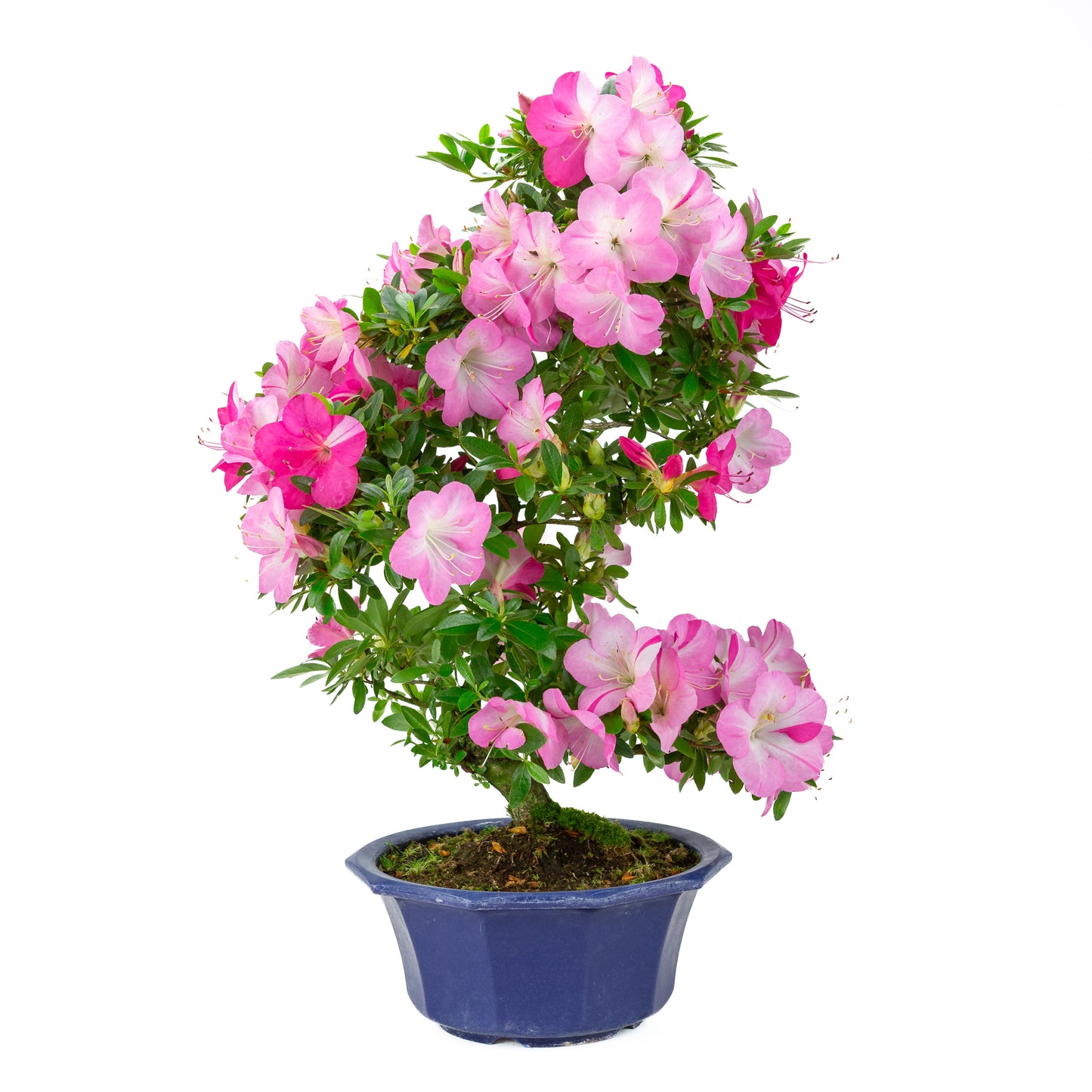 Rhododendron indicum (satsuki azalea), height ~56cm