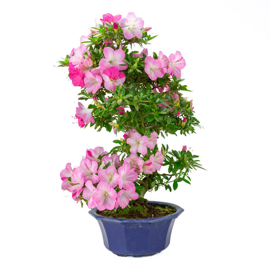 Rhododendron indicum (satsuki azalea), height ~56cm