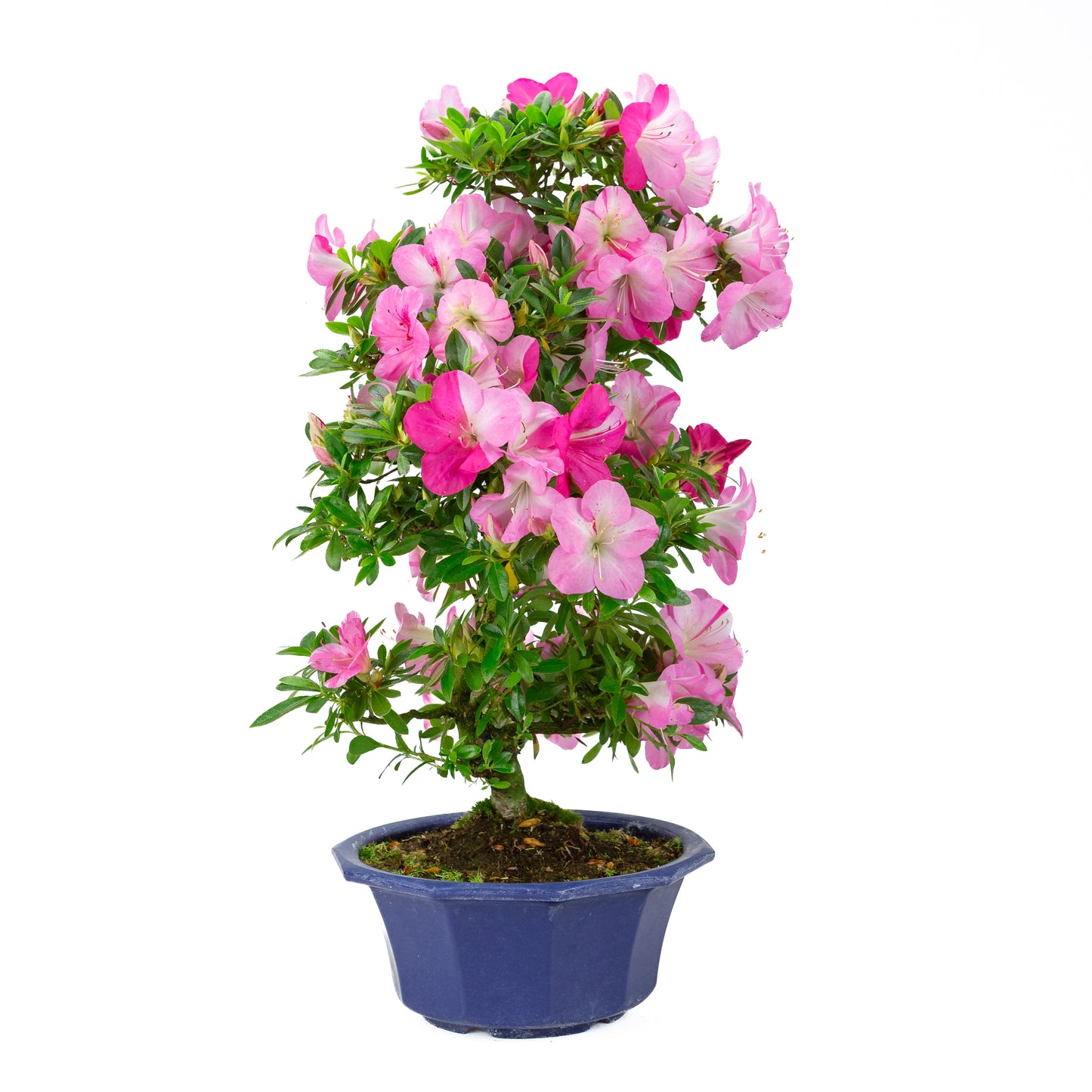 Rhododendron indicum (satsuki azalea), height ~56cm