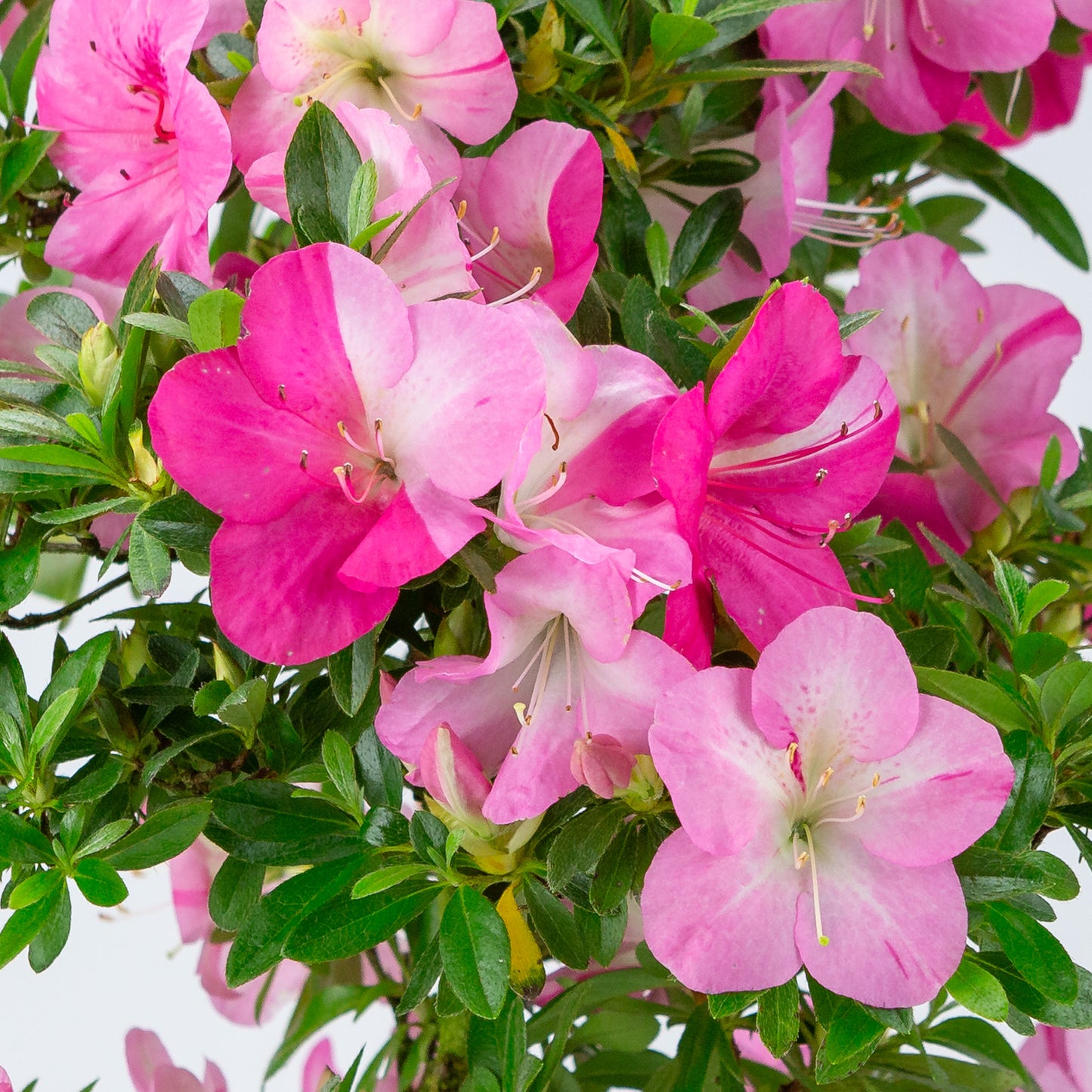 Rhododendron indicum (satsuki azalea), height ~56cm