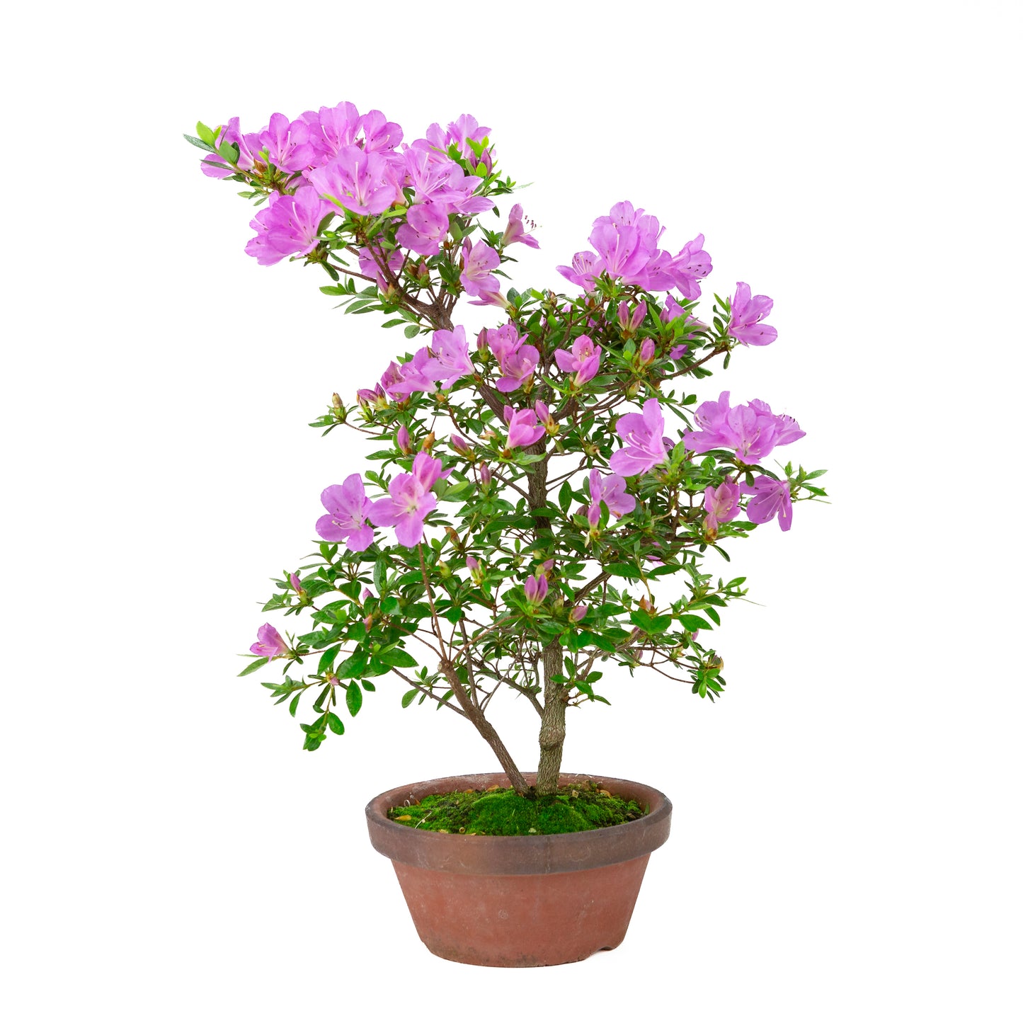 Rhododendron indicum 'Suzukaze' (satsuki azalea), height ~50cm
