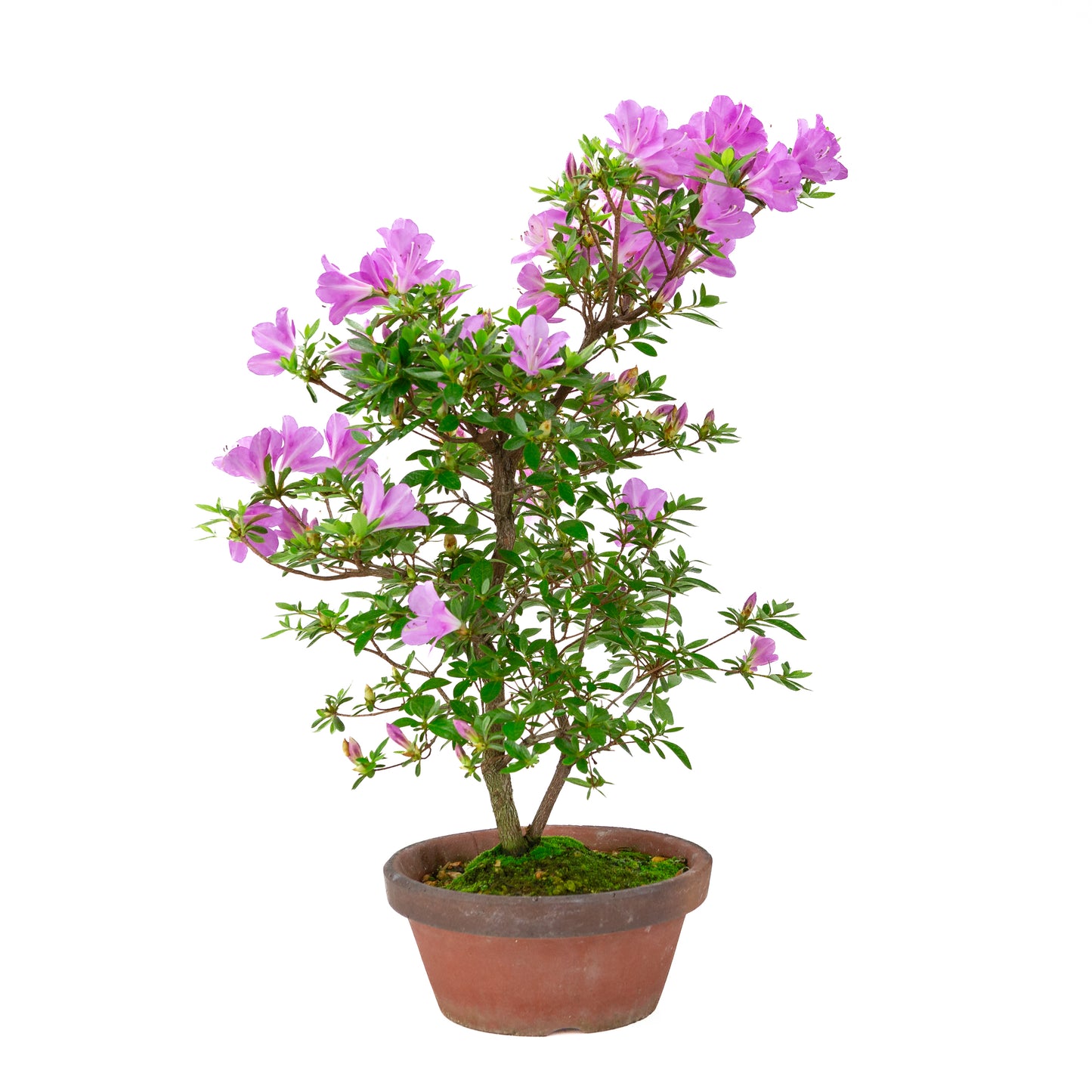 Rhododendron indicum 'Suzukaze' (satsuki azalea), height ~50cm