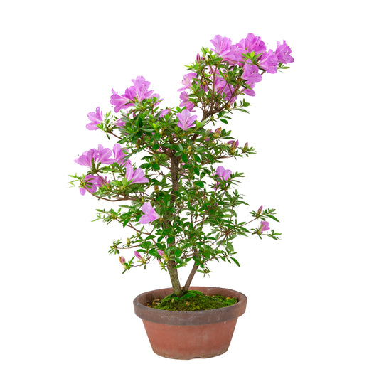 Rhododendron indicum 'Suzukaze' (satsuki azalea), height ~50cm