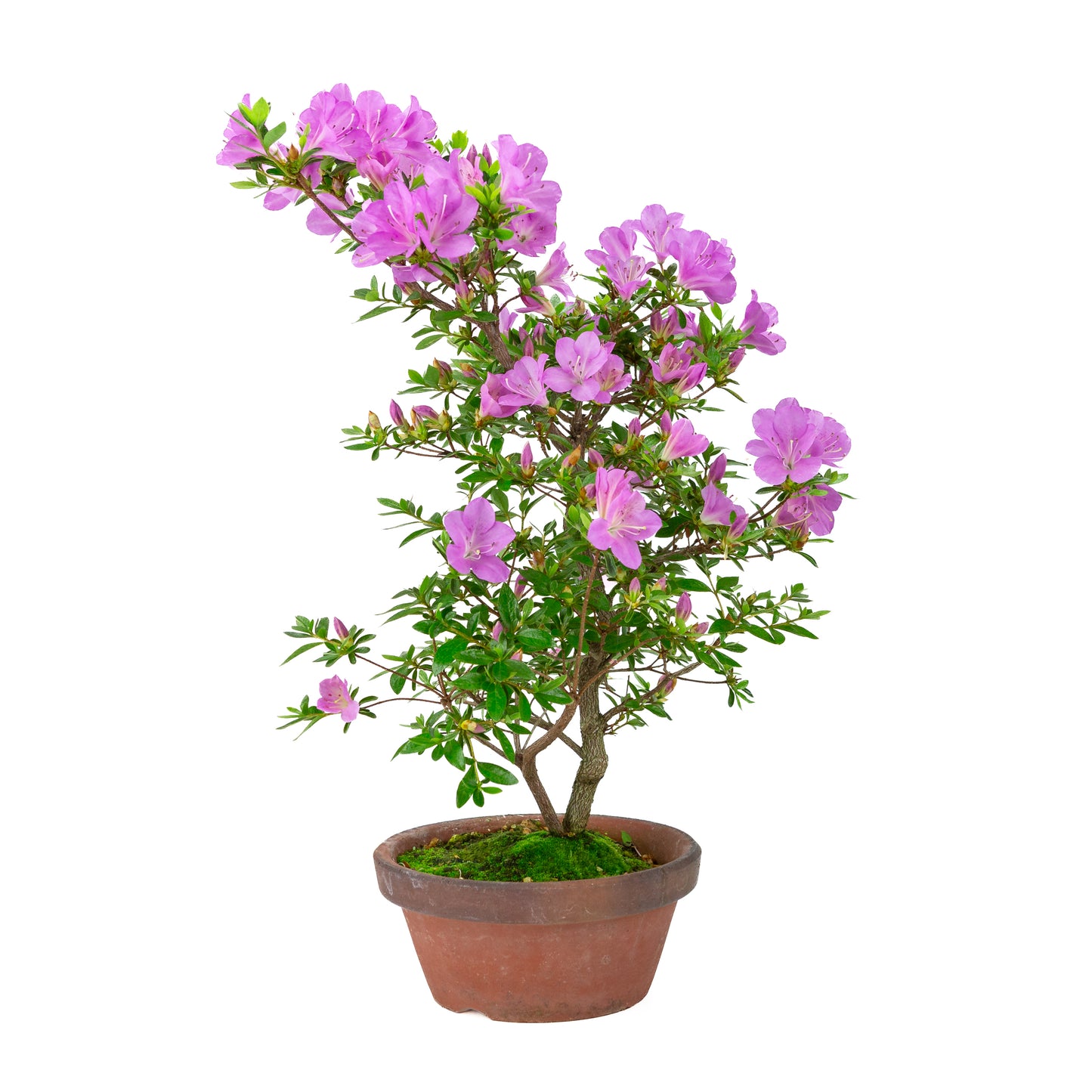 Rhododendron indicum 'Suzukaze' (satsuki azalea), height ~50cm