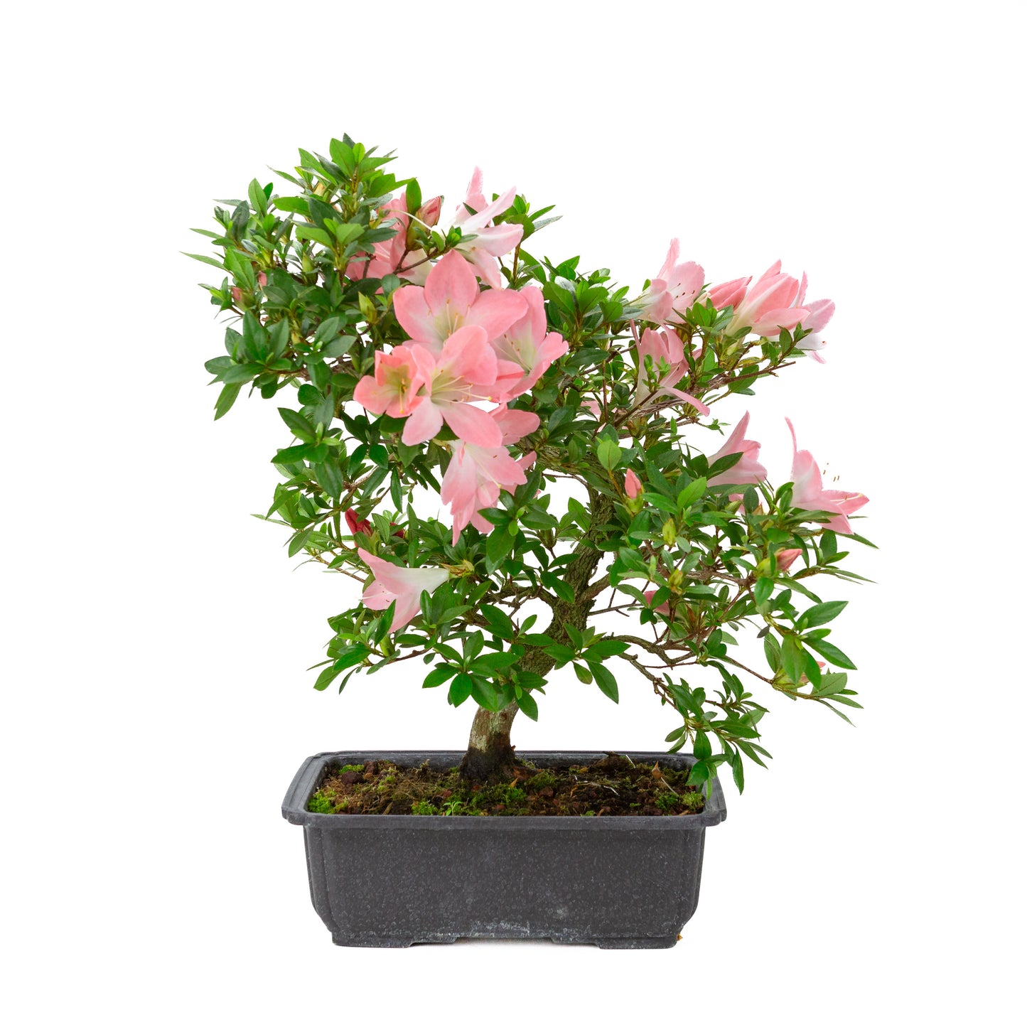 Rhododendron indicum 'Akari' (satsuki azalea), height ~46cm