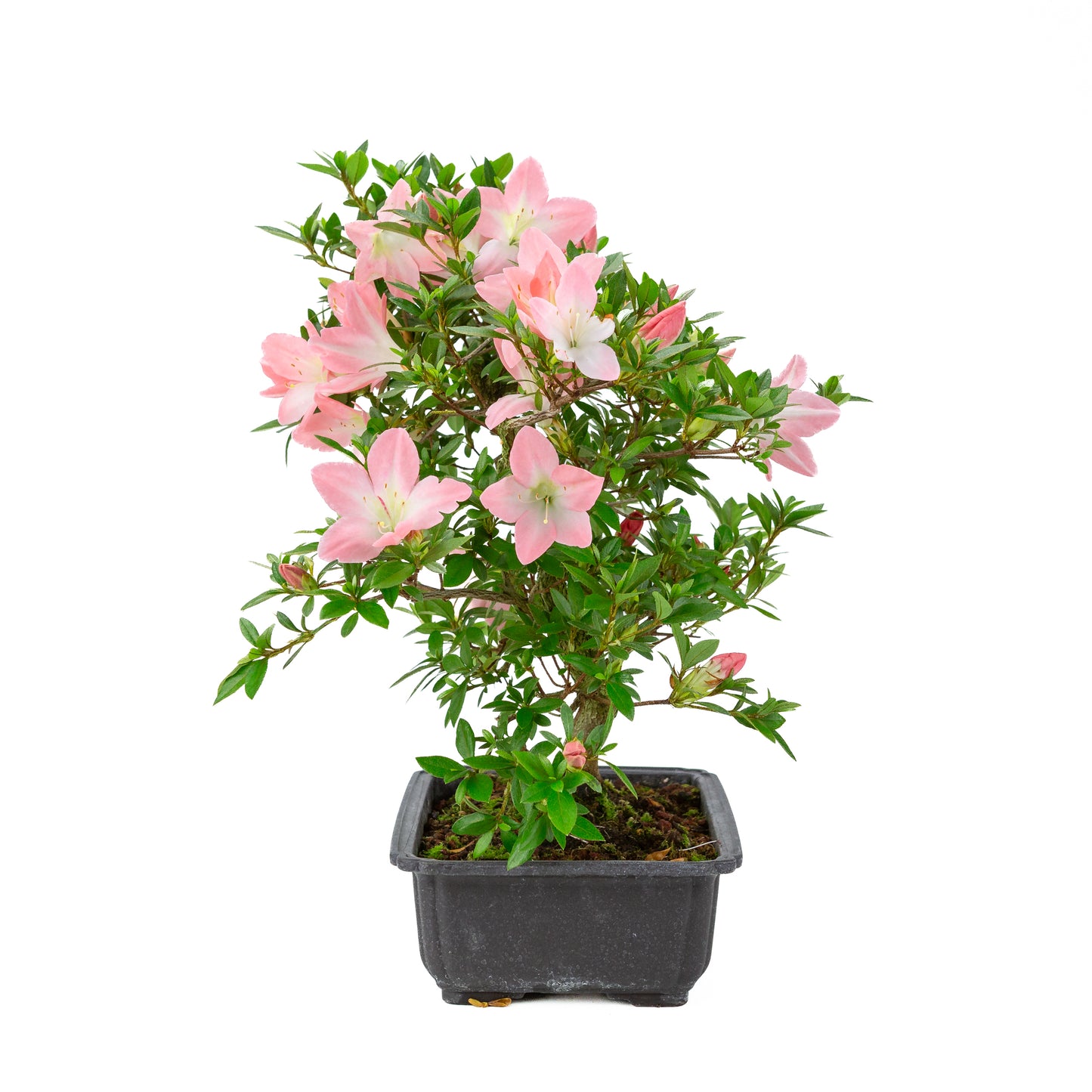 Rhododendron indicum 'Akari' (satsuki azalea), height ~46cm