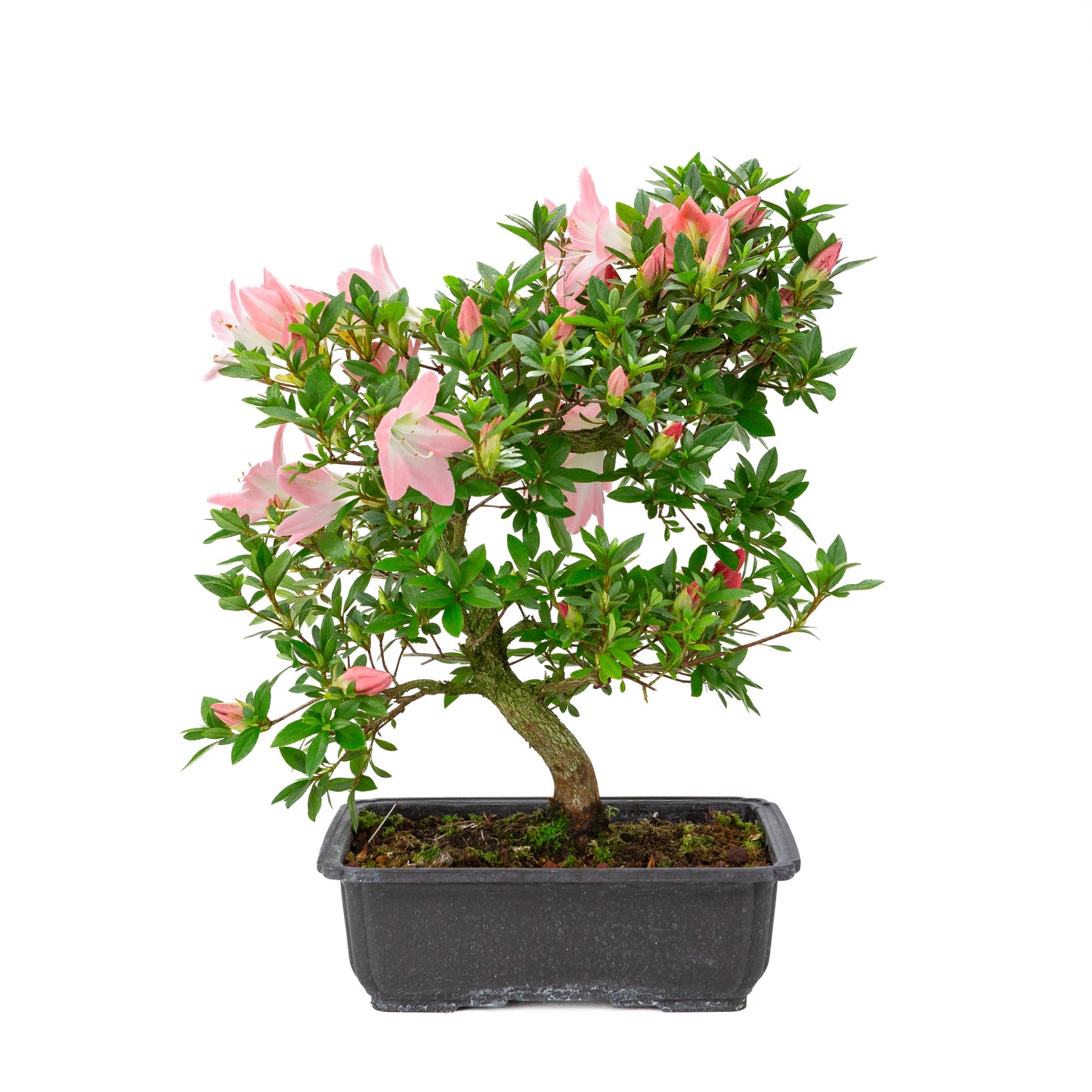 Rhododendron indicum 'Akari' (satsuki azalea), height ~46cm