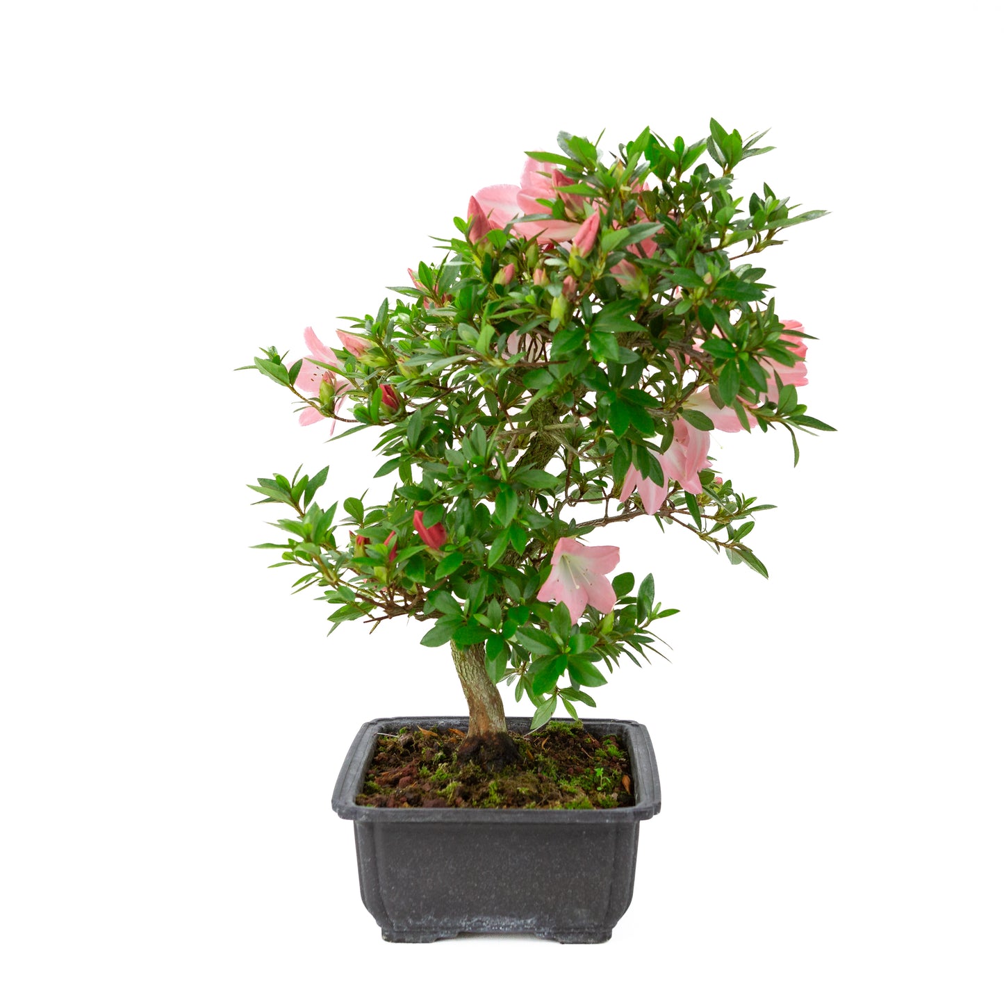 Rhododendron indicum 'Akari' (satsuki azalea), height ~46cm