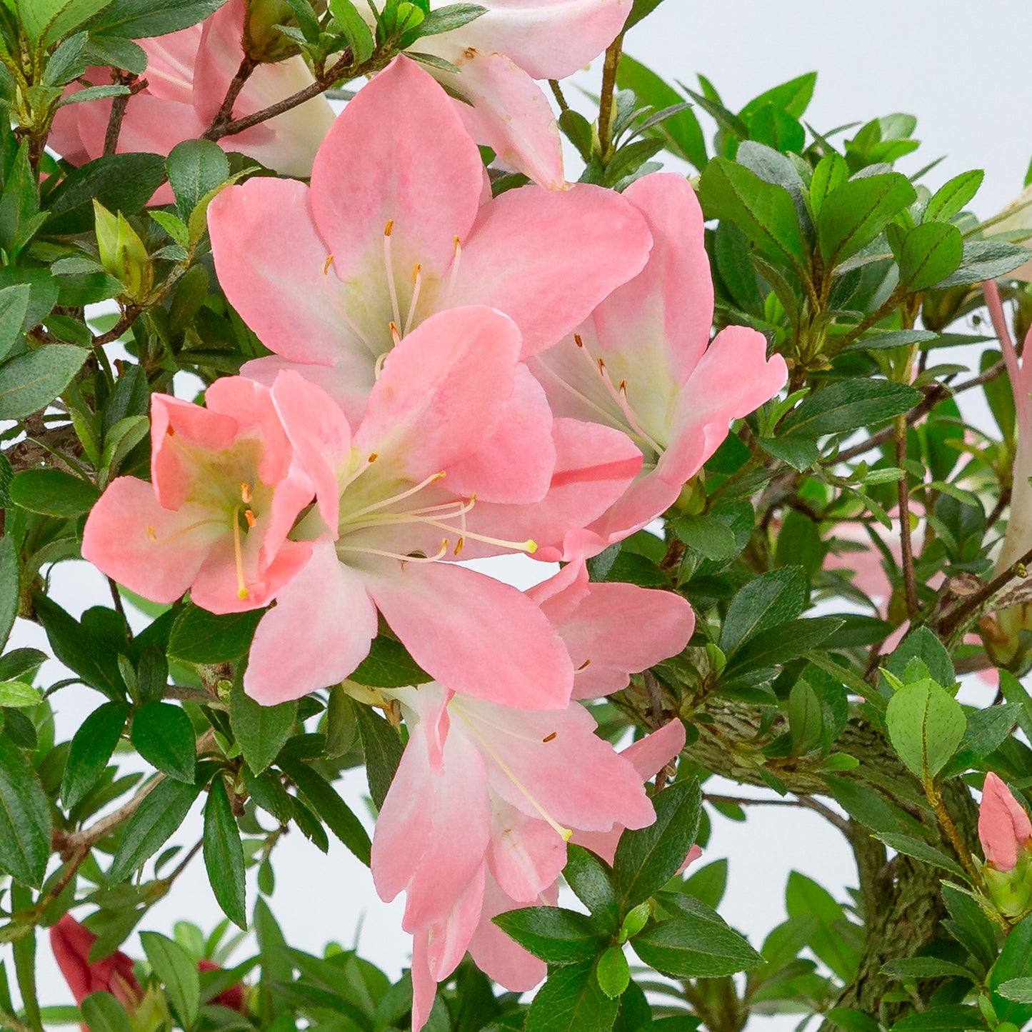 Rhododendron indicum 'Akari' (satsuki azalea), height ~46cm