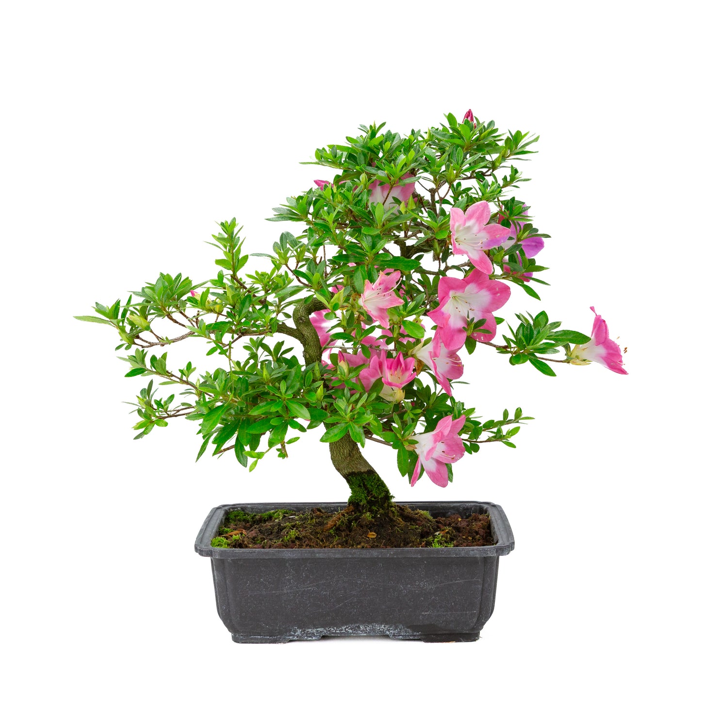 Rhododendron indicum 'Rin' (satsuki azalea), height ~44cm