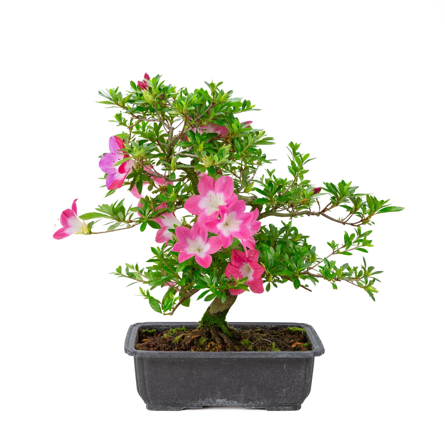 Rhododendron indicum 'Rin' (satsuki azalea), height ~44cm