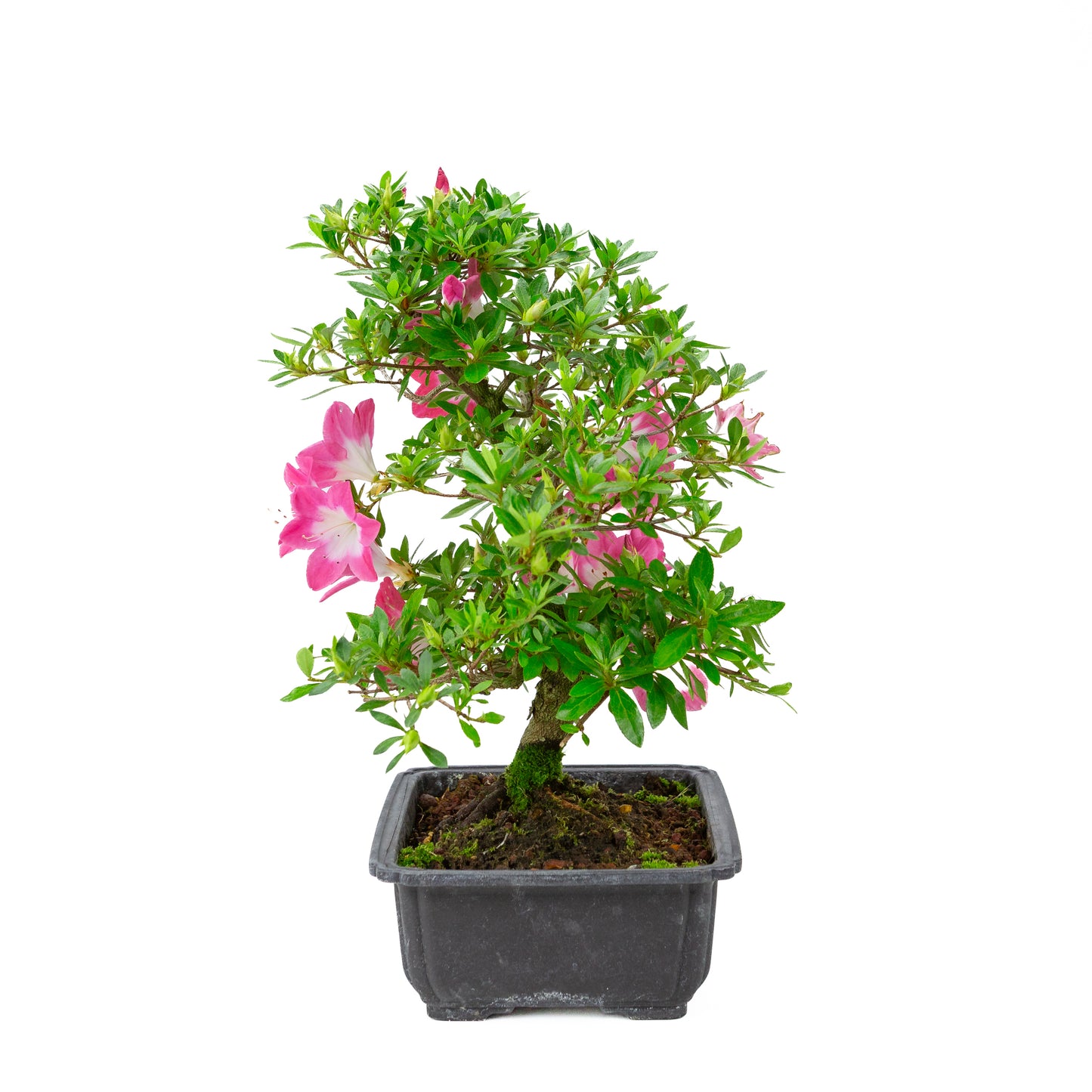Rhododendron indicum 'Rin' (satsuki azalea), height ~44cm