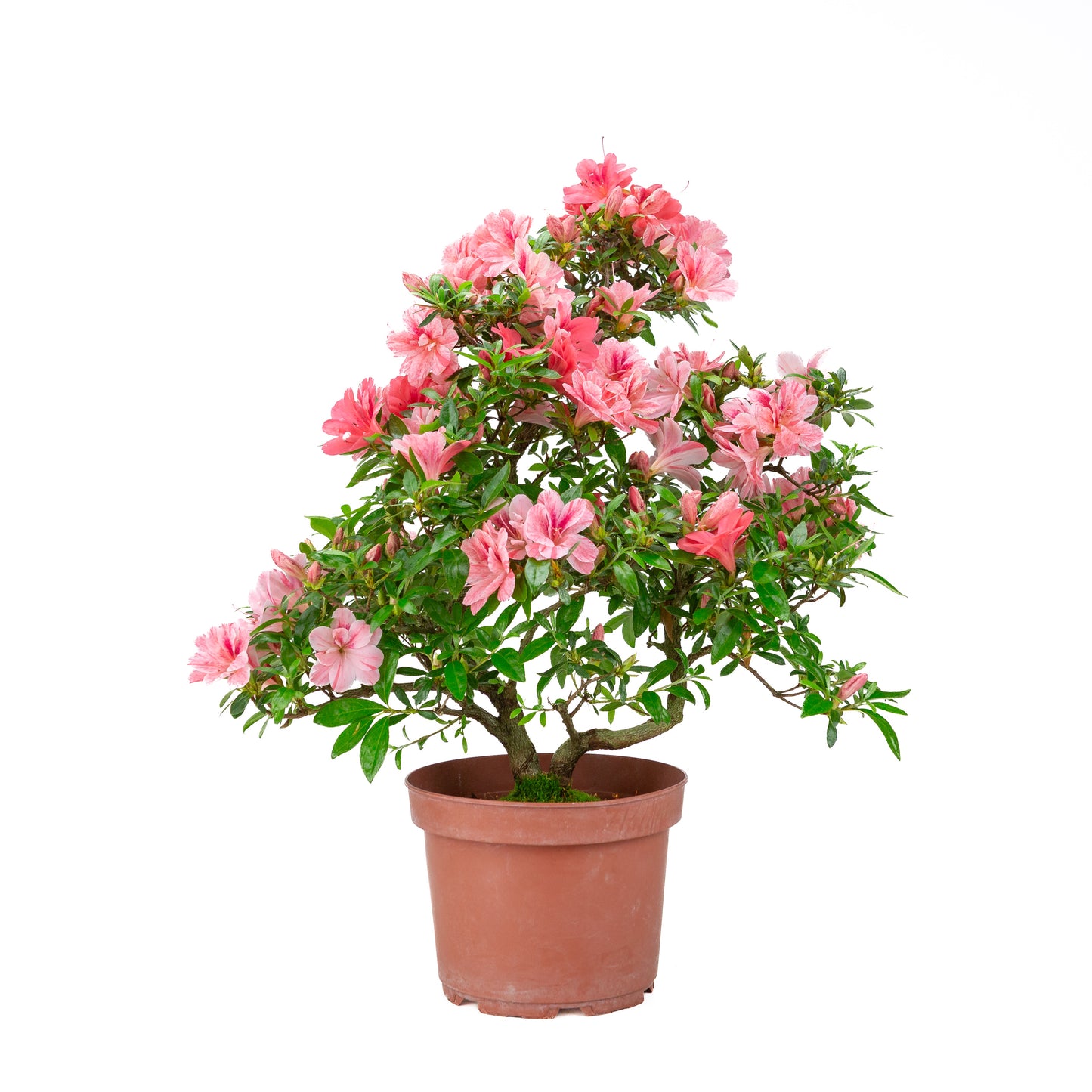 Rhododendron indicum 'Misato' (satsuki azalea), height ~52cm