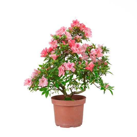 Rhododendron indicum 'Misato' (satsuki azalea), height ~52cm