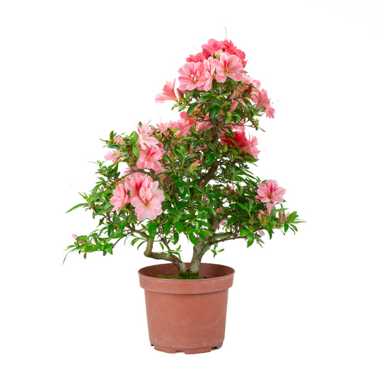 Rhododendron indicum 'Misato' (satsuki azalea), height ~52cm