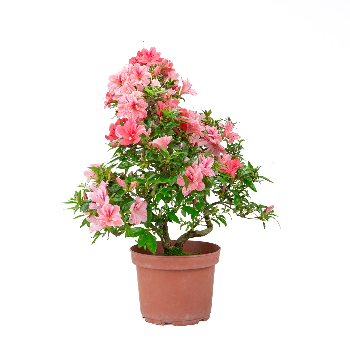 Rhododendron indicum 'Misato' (satsuki azalea), height ~52cm