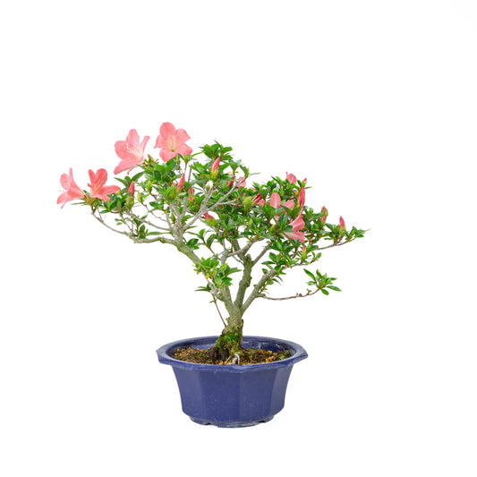 Rhododendron indicum 'Toki' (satsuki azalea), height ~37cm