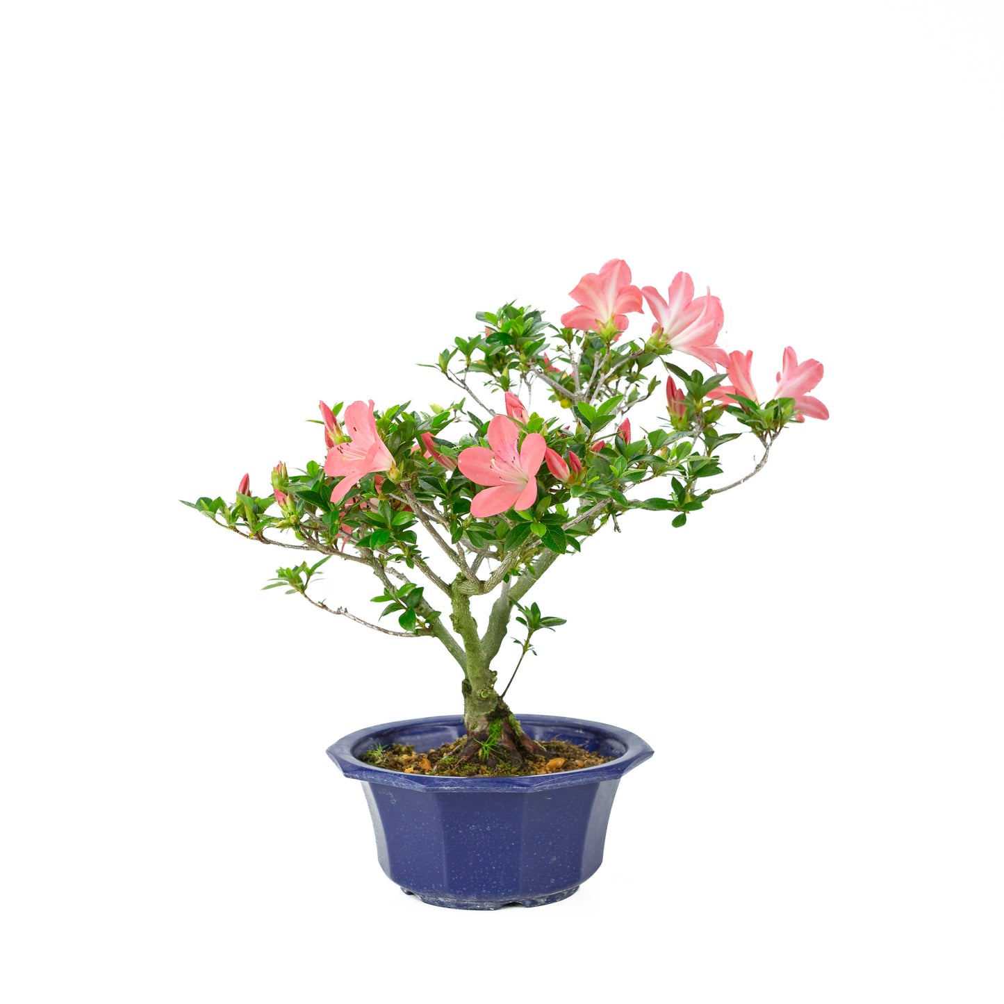 Rhododendron indicum 'Toki' (satsuki azalea), height ~37cm