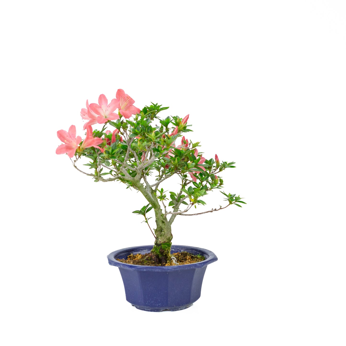 Rhododendron indicum 'Toki' (satsuki azalea), height ~37cm