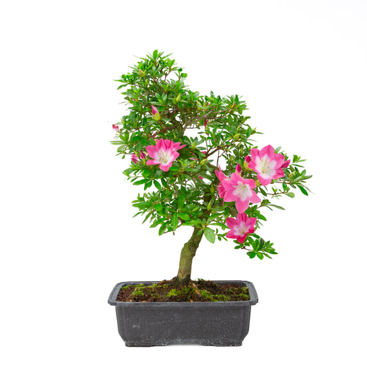 Rhododendron indicum 'Rin' (satsuki azalea), height ~52cm