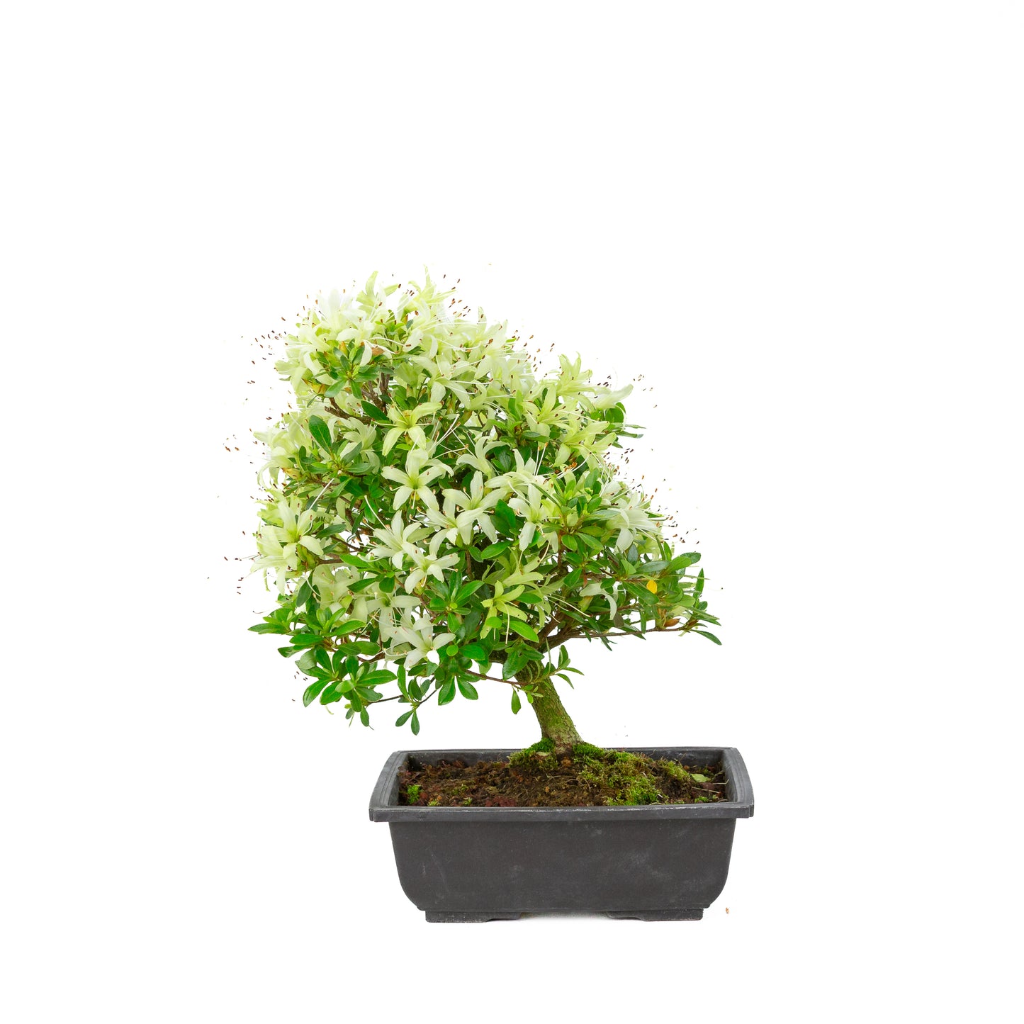 Rhododendron indicum 'Senbazuru' (satsuki azalea), height ~37cm