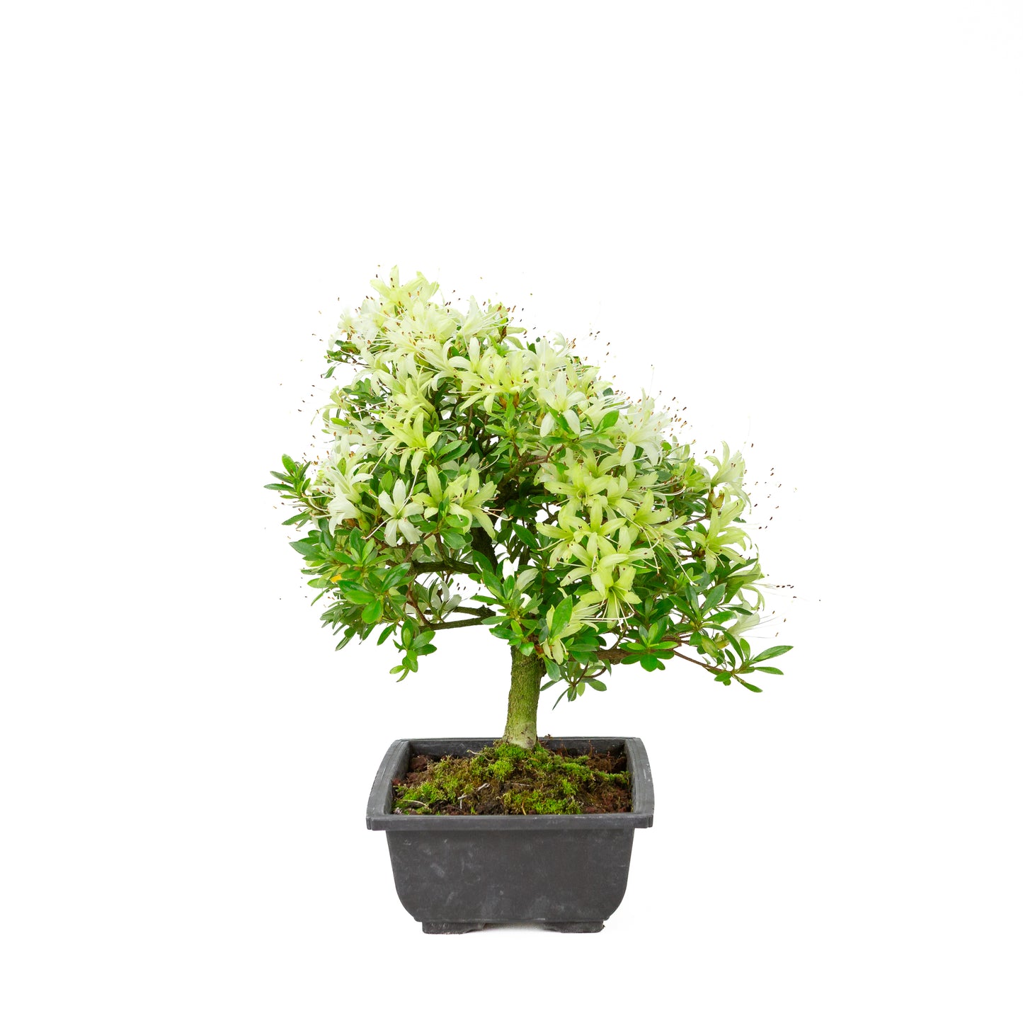 Rhododendron indicum 'Senbazuru' (satsuki azalea), height ~37cm